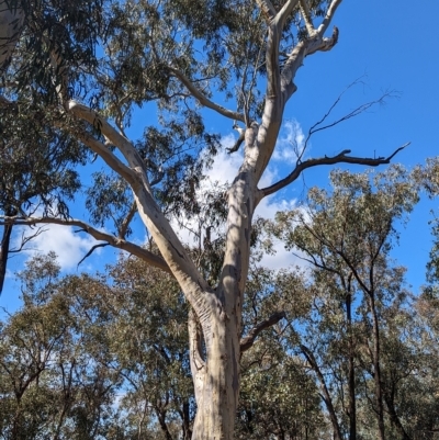 Eucalyptus rossii (Inland Scribbly Gum) at Big Springs, NSW - 13 Apr 2023 by Darcy