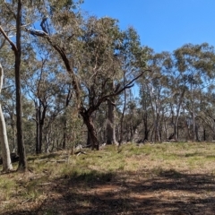 Eucalyptus rossii at Big Springs, NSW - 13 Apr 2023