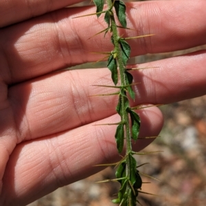 Acacia paradoxa at Big Springs, NSW - 13 Apr 2023