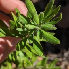 Persoonia rigida at Big Springs, NSW - 13 Apr 2023