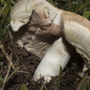 Agaricus sp. at Hawker, ACT - 10 Apr 2023