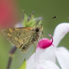 Ocybadistes walkeri (Green Grass-dart) at Higgins, ACT - 27 Mar 2023 by AlisonMilton