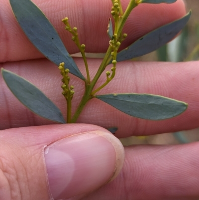 Acacia buxifolia subsp. buxifolia (Box-leaf Wattle) at Burrandana, NSW - 13 Apr 2023 by Darcy