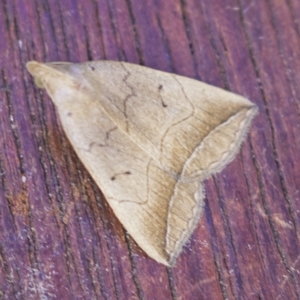 Simplicia armatalis at Higgins, ACT - 27 Mar 2023