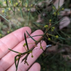 Acacia genistifolia (Early Wattle) at Big Springs, NSW - 13 Apr 2023 by Darcy