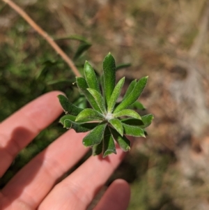 Persoonia rigida at Big Springs, NSW - 13 Apr 2023