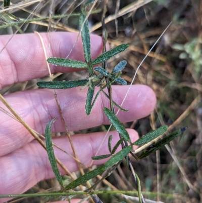 Glycine clandestina (Twining Glycine) at Milbrulong, NSW - 14 Apr 2023 by Darcy