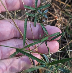 Glycine clandestina at Milbrulong, NSW - 14 Apr 2023