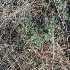 Glycine clandestina at Milbrulong, NSW - 14 Apr 2023