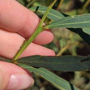 Acacia difformis at Milbrulong, NSW - 14 Apr 2023