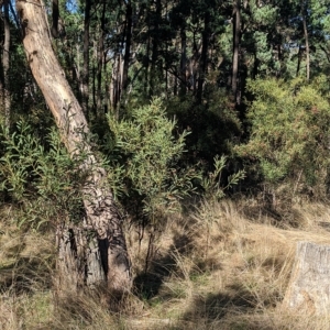 Acacia difformis at Milbrulong, NSW - 14 Apr 2023