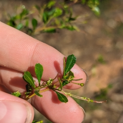 Dodonaea viscosa subsp. cuneata (Wedge-leaved Hop Bush) at Milbrulong State Forest - 14 Apr 2023 by Darcy