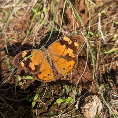 Heteronympha merope (Common Brown Butterfly) at Milbrulong, NSW - 14 Apr 2023 by Darcy