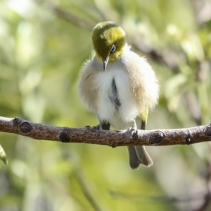 Zosterops lateralis at Higgins, ACT - 14 Mar 2023