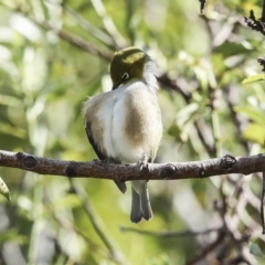 Zosterops lateralis at Higgins, ACT - 14 Mar 2023 10:26 AM