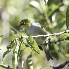 Zosterops lateralis at Higgins, ACT - 14 Mar 2023 10:26 AM