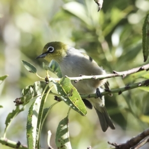 Zosterops lateralis at Higgins, ACT - 14 Mar 2023 10:26 AM