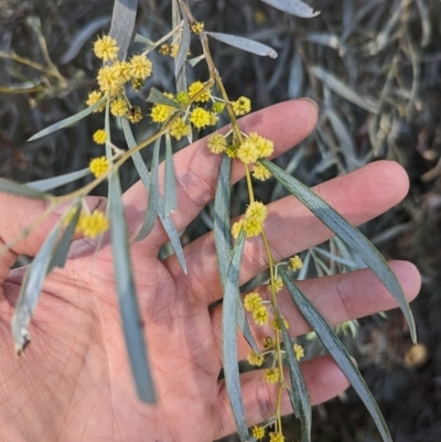 Acacia pendula (Myall) at Tootool, NSW - 14 Apr 2023 by Darcy