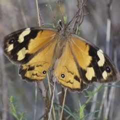 Heteronympha merope (Common Brown Butterfly) at Hawker, ACT - 14 Mar 2023 by AlisonMilton