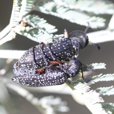 Rhipicera (Agathorhipis) femorata (Feather-horned beetle) at Hawker, ACT - 15 Mar 2023 by AlisonMilton