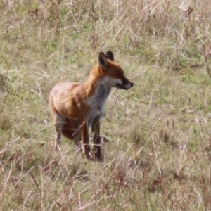 Vulpes vulpes at Coombs, ACT - 15 Apr 2023 10:49 AM