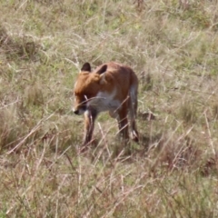 Vulpes vulpes at Coombs, ACT - 15 Apr 2023 10:49 AM