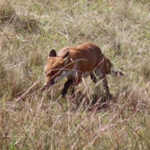 Vulpes vulpes at Coombs, ACT - 15 Apr 2023 10:49 AM