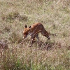 Vulpes vulpes at Coombs, ACT - 15 Apr 2023 10:49 AM