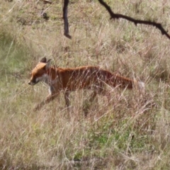 Vulpes vulpes at Coombs, ACT - 15 Apr 2023 10:49 AM