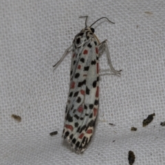 Utetheisa (genus) at Higgins, ACT - 25 Mar 2023