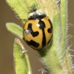 Coccinella transversalis (Transverse Ladybird) at Deakin, ACT - 12 Mar 2023 by AlisonMilton