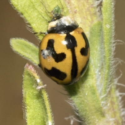 Coccinella transversalis (Transverse Ladybird) at Deakin, ACT - 13 Mar 2023 by AlisonMilton