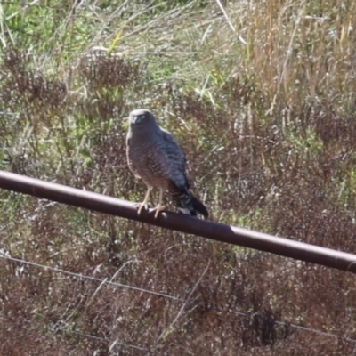 Circus assimilis (Spotted Harrier) at Molonglo Valley, ACT - 15 Apr 2023 by RodDeb