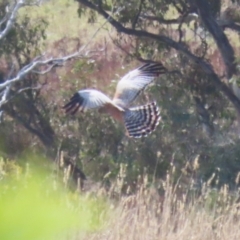 Circus assimilis at Molonglo Valley, ACT - 15 Apr 2023 10:49 AM