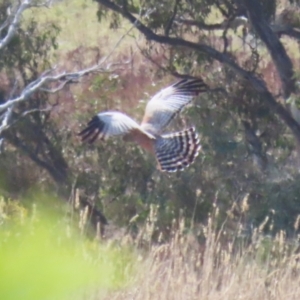 Circus assimilis at Molonglo Valley, ACT - 15 Apr 2023 10:49 AM