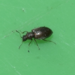 Corticariinae (subfamily) (Mould beetle, minute brown scavenger beetle) at Higgins, ACT - 10 Apr 2023 by AlisonMilton