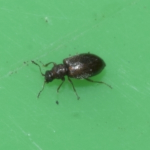 Corticariinae (subfamily) at Higgins, ACT - 10 Apr 2023