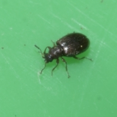 Corticariinae (subfamily) at Higgins, ACT - 10 Apr 2023