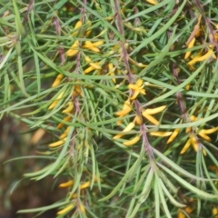 Persoonia linearis (Narrow-leaved Geebung) at Bungendore, NSW - 14 Apr 2023 by Harrisi