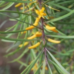 Persoonia linearis at Bungendore, NSW - 14 Apr 2023