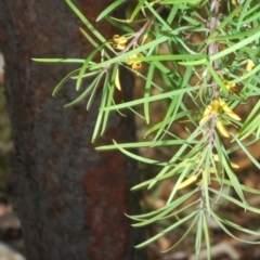 Persoonia linearis at Bungendore, NSW - 14 Apr 2023