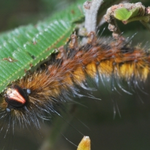 Anthela repleta at Manar, NSW - 14 Apr 2023