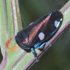 Eurymela distincta (Gumtree leafhopper) at Larbert, NSW - 14 Apr 2023 by Harrisi