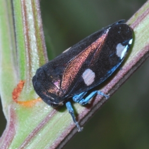 Eurymela distincta at Larbert, NSW - 14 Apr 2023 11:45 AM