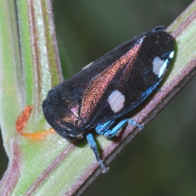 Eurymela distincta (Gumtree leafhopper) at Larbert, NSW - 14 Apr 2023 by Harrisi