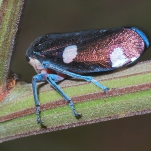 Eurymela distincta at Larbert, NSW - 14 Apr 2023 11:45 AM