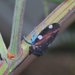 Eurymela distincta at Larbert, NSW - 14 Apr 2023