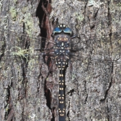 Austroaeschna parvistigma (Swamp Darner) at QPRC LGA - 14 Apr 2023 by Harrisi