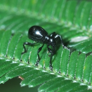 Rhynolaccus sp. (genus) at Mount Fairy, NSW - 14 Apr 2023