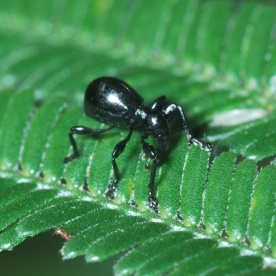 Rhynolaccus sp. (genus) (Rhynolaccus weevil) at Mount Fairy, NSW - 14 Apr 2023 by Harrisi